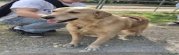 Golden Retriever cani in regalo: Chloe, una bravissima Golden Retriever - Annuncio 5