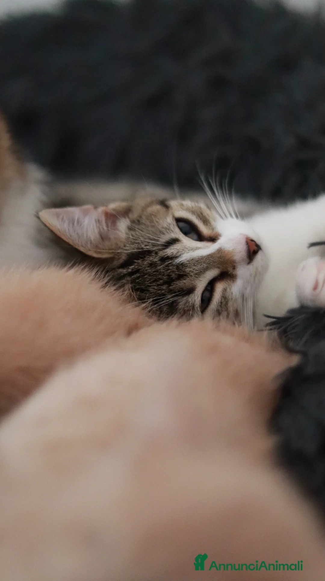 Altre razze gatti in regalo: Gattini - Annuncio 1