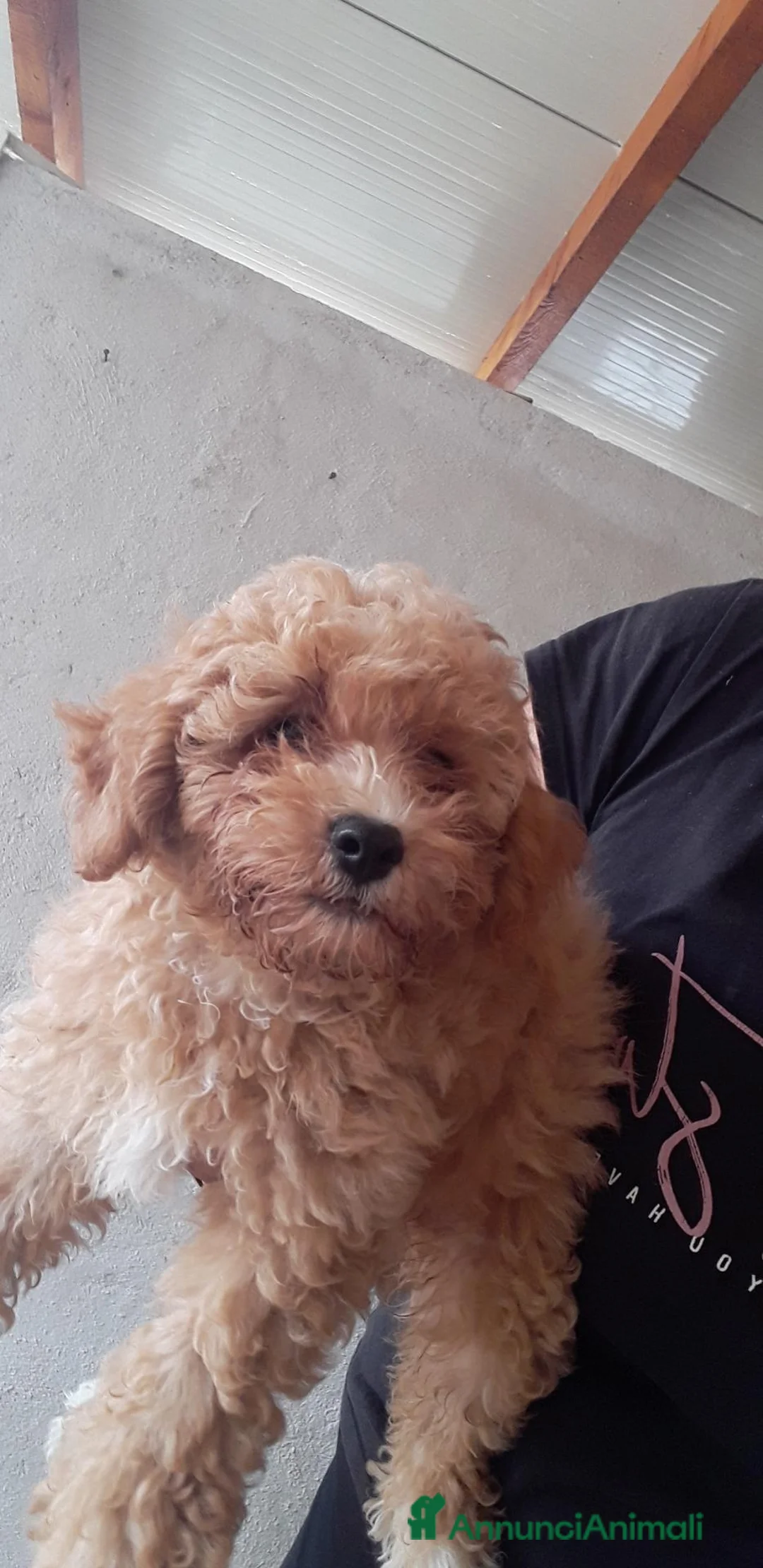 Maltipoo cani in vendita: Maltipo maschio  - Annuncio 5