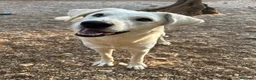 Meticcio cani in regalo: Bijoux e Tobia fratelli bravi e inseparabili - Annuncio 14