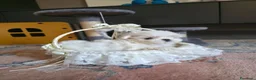 Maltese cani in vendita: Maltesi  - Annuncio 2
