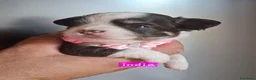 Chihuahua cani in vendita: Chihuahua pelo lungo  - Annuncio 10