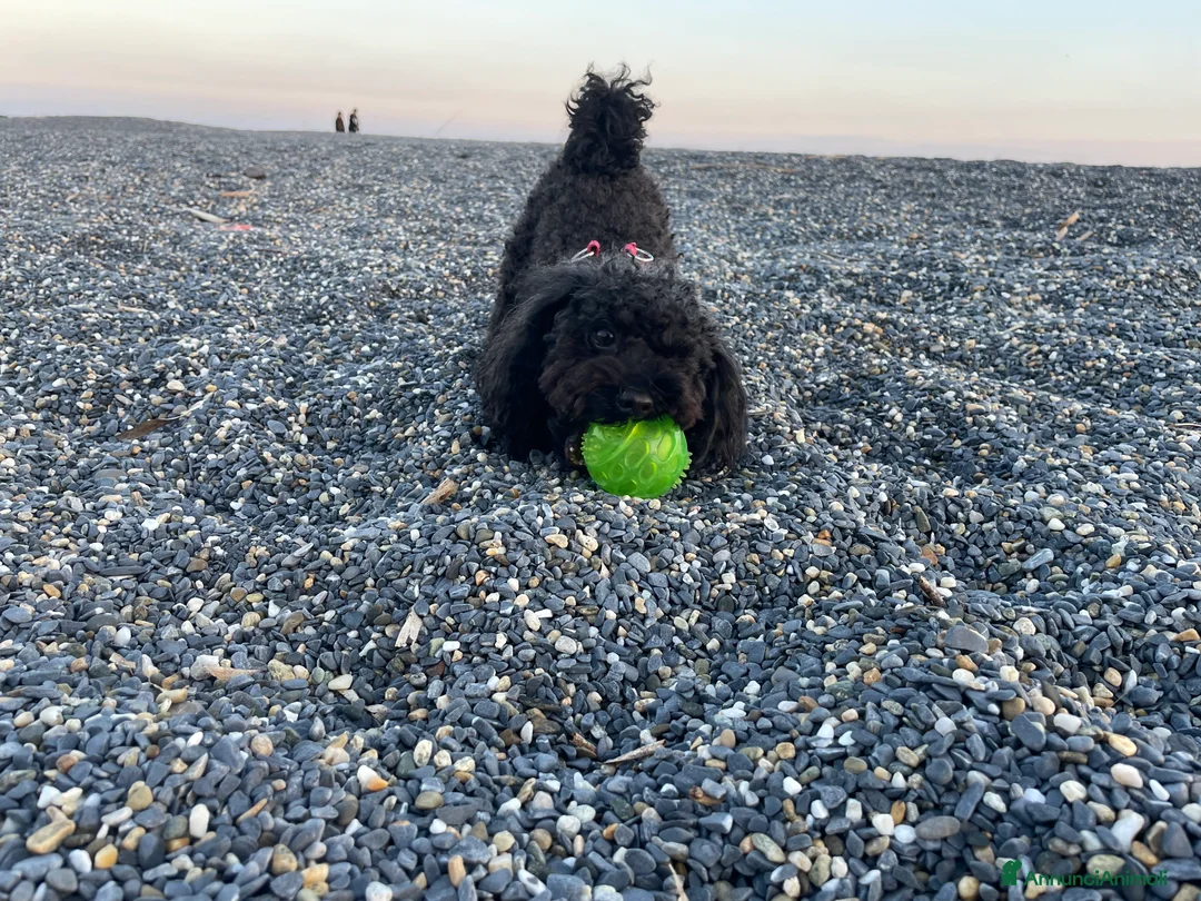 Barboncino cani per accoppiamento: Accoppiamento/monta barboncino Toy e nano a Provincia di Monza e della Brianza - Annuncio 4