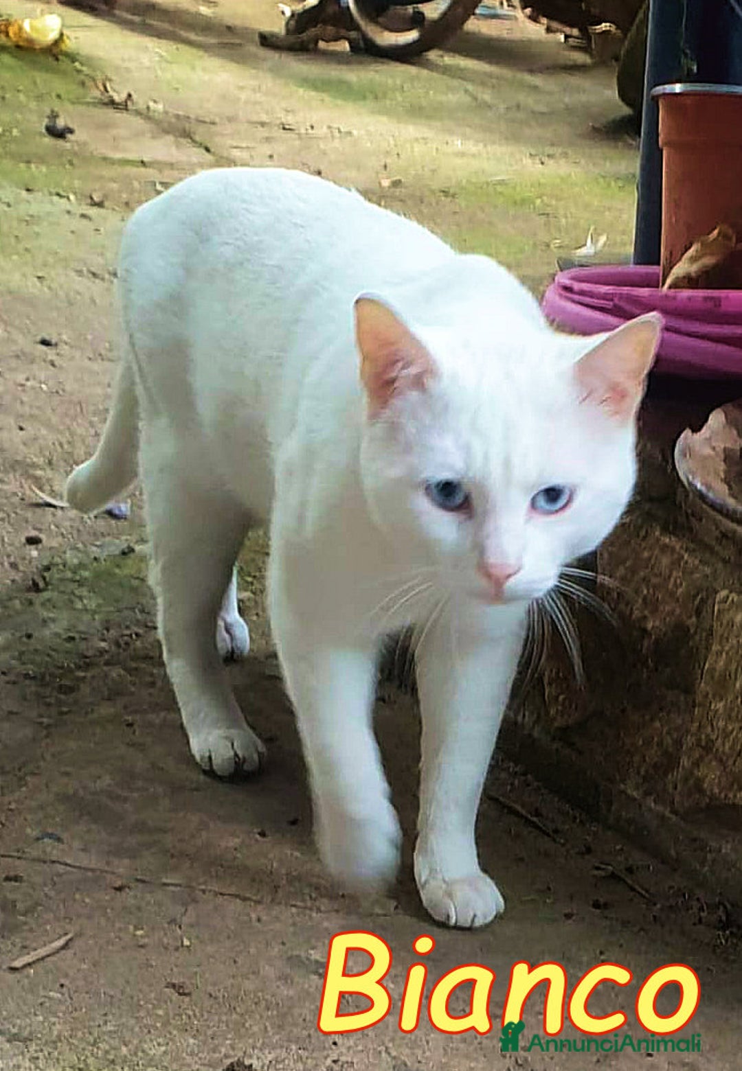 Europeo gatti in regalo: ADOZIONE URGENTE PER BIANCO - Annuncio 2
