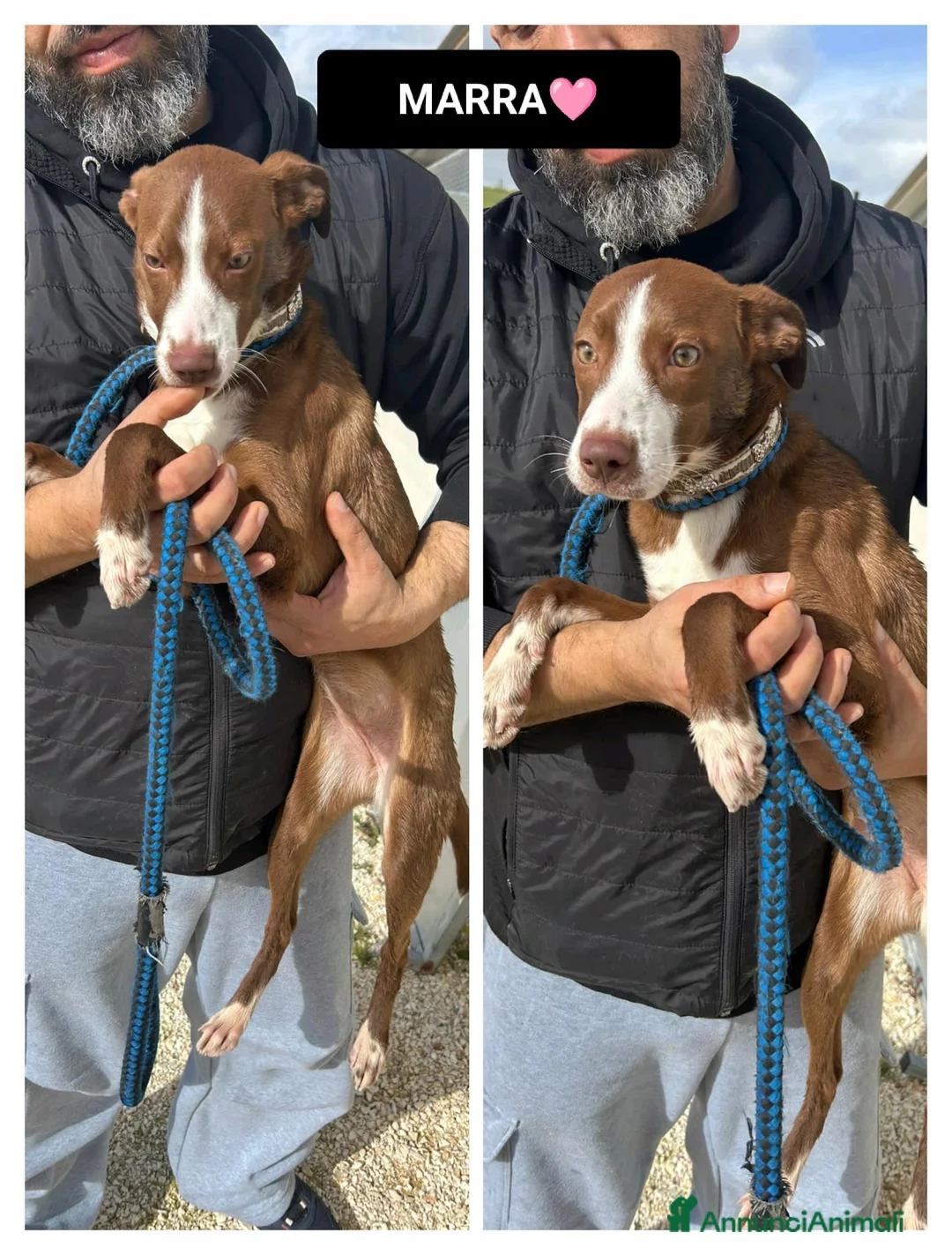 Altre razze cani in regalo: marra  - Annuncio 1