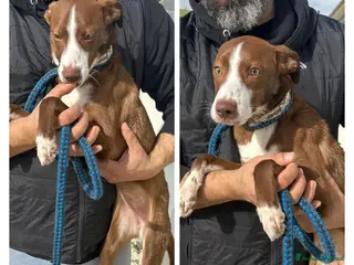 Altre razze cani marra - Annuncio 16