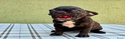 Bulldog Francese cani in vendita: Bulldog francese con Pedigree Enci  - Annuncio 10