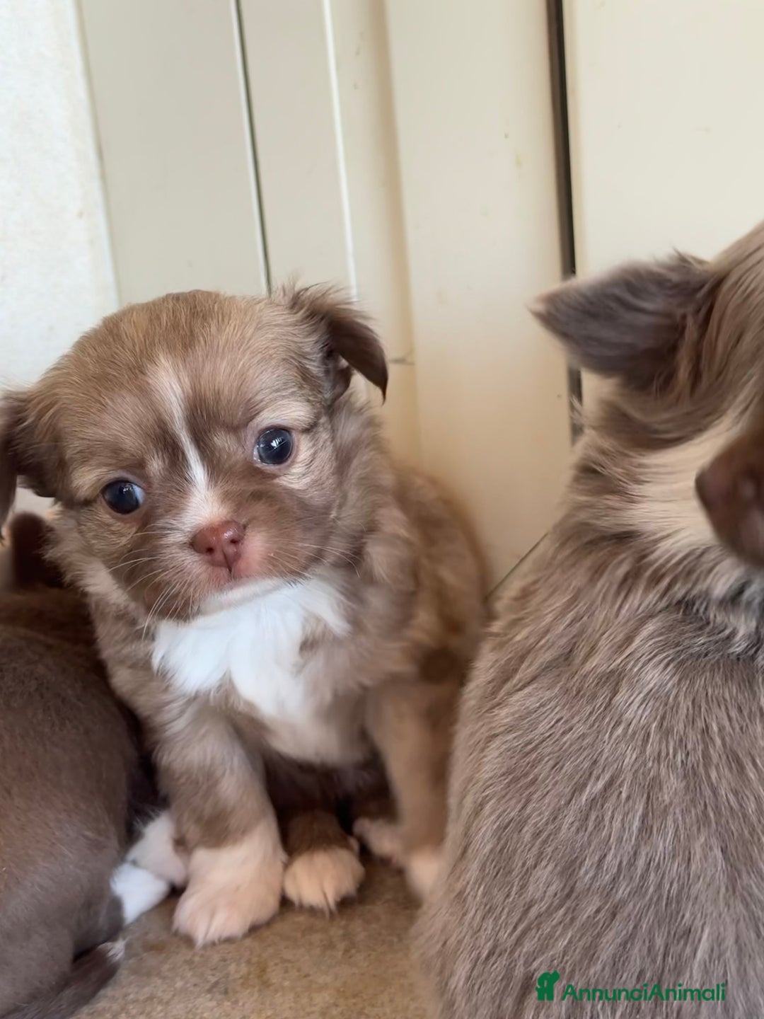Chihuahua cani in vendita: Cuccioli di chihuahua  a Città metropolitana di Milano - Immagine 15