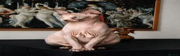 Sphynx gatti in vendita: Cuccioli di sphynx  - Annuncio 6