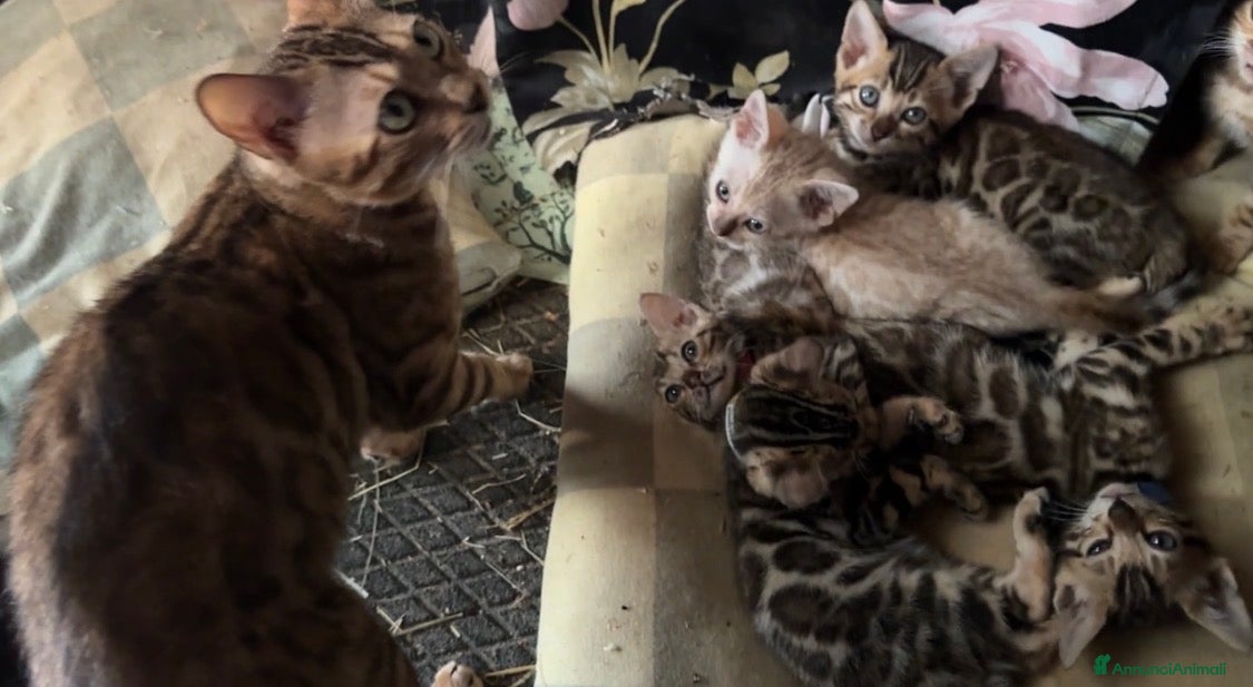 Bengala gatti in vendita: Cuccioli di Bengal / Bengala - Annuncio 1