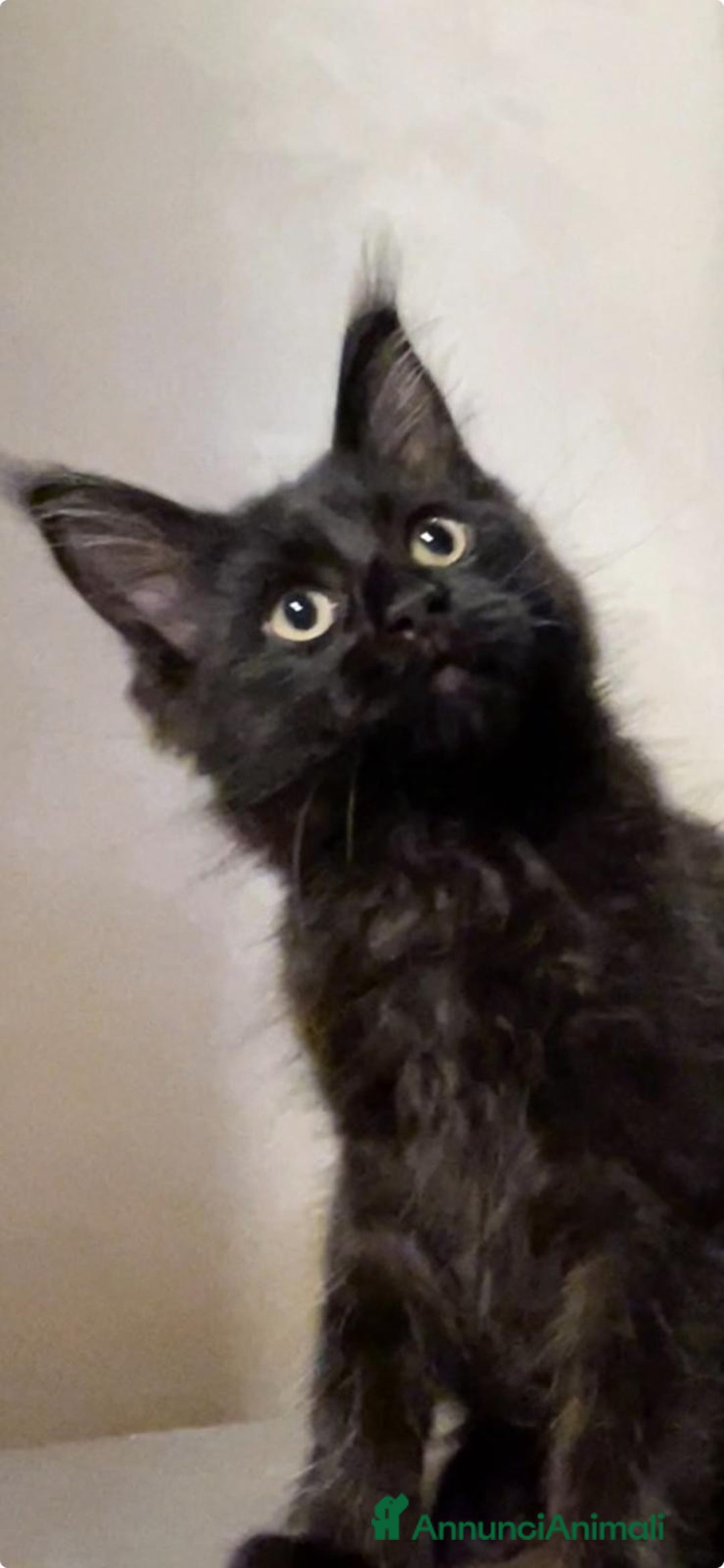 Immagine della galleria {{count}}