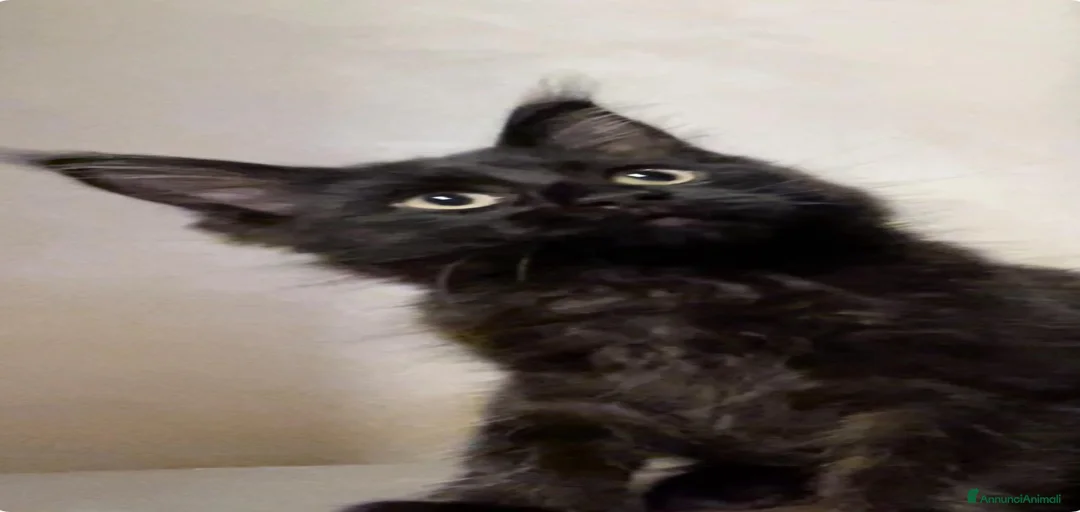 Immagine della galleria {{count}}