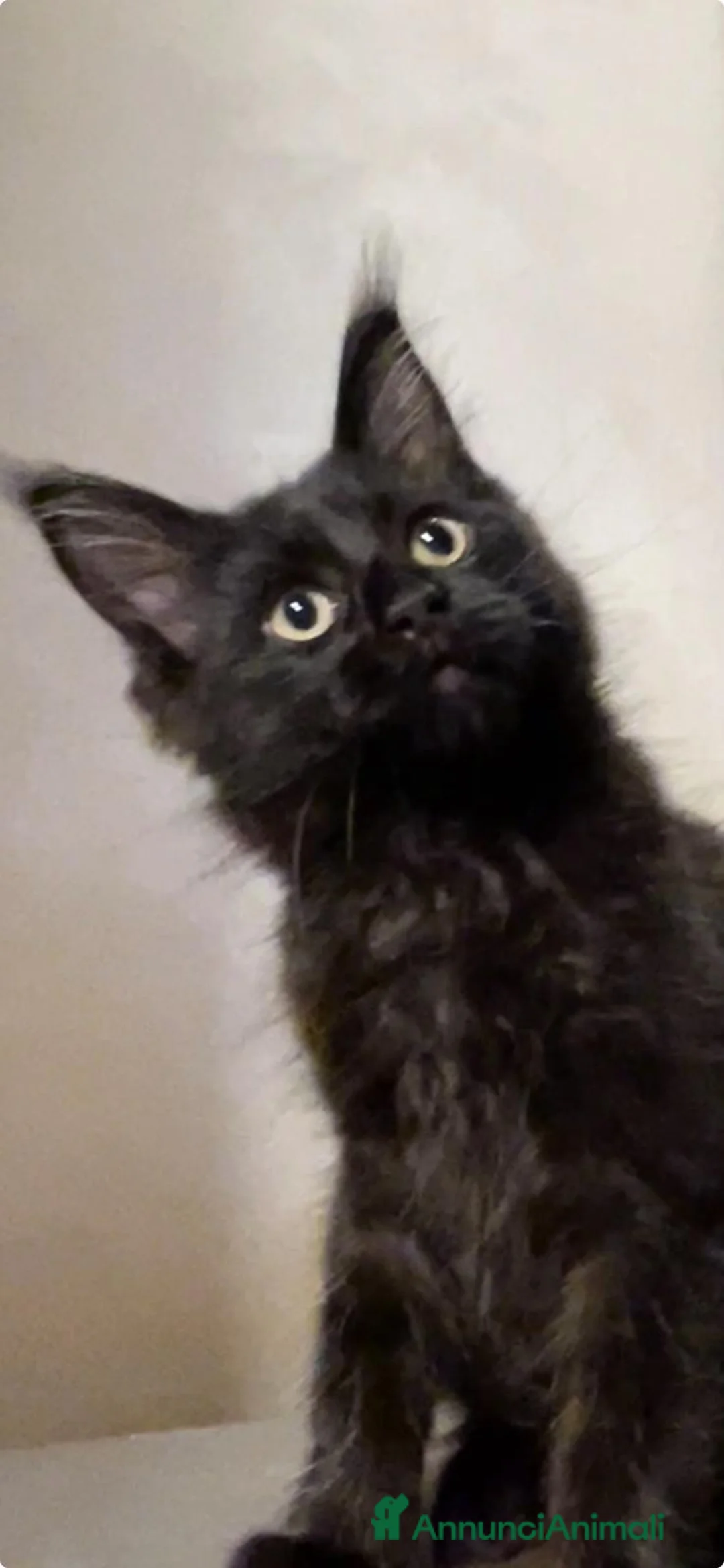 Immagine della galleria {{count}}