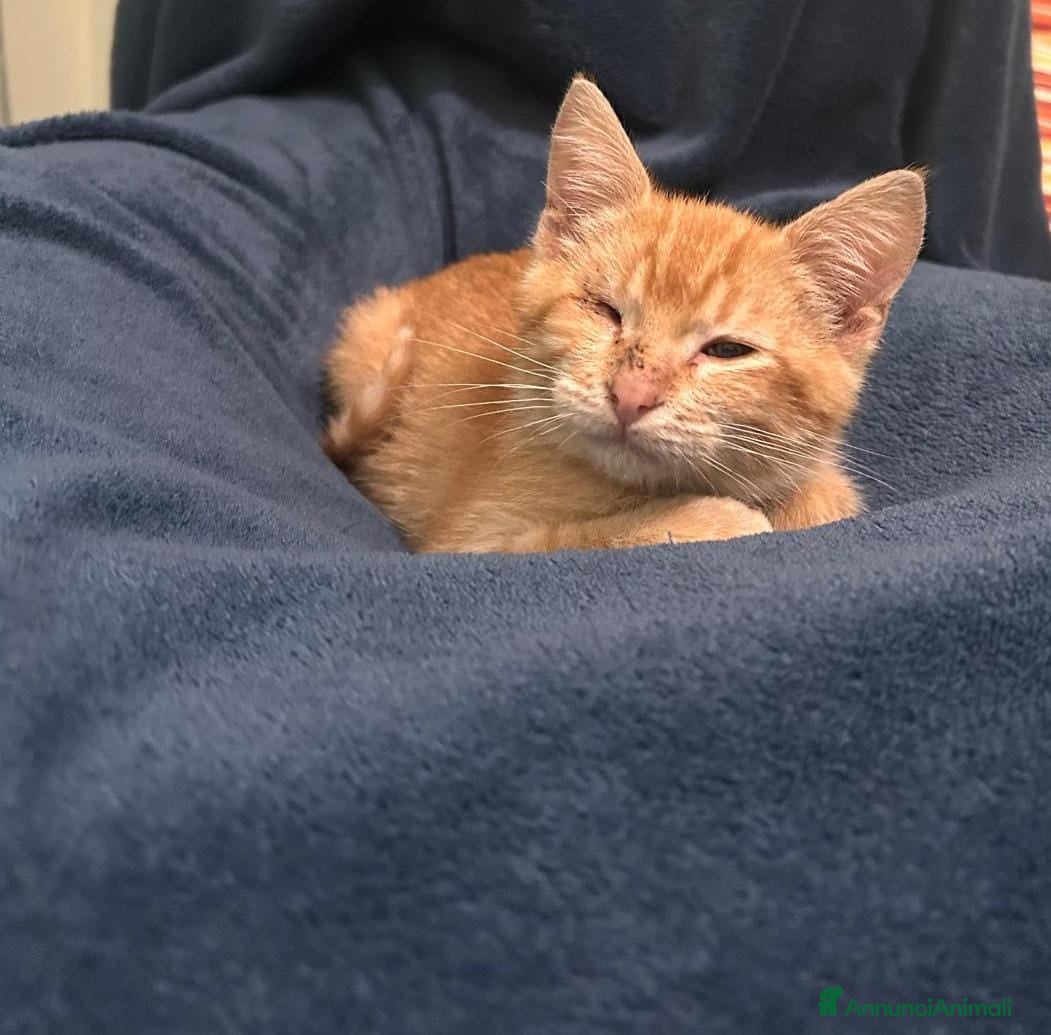 Altre razze gatti GATTINI SPECIALI  - Annuncio 13