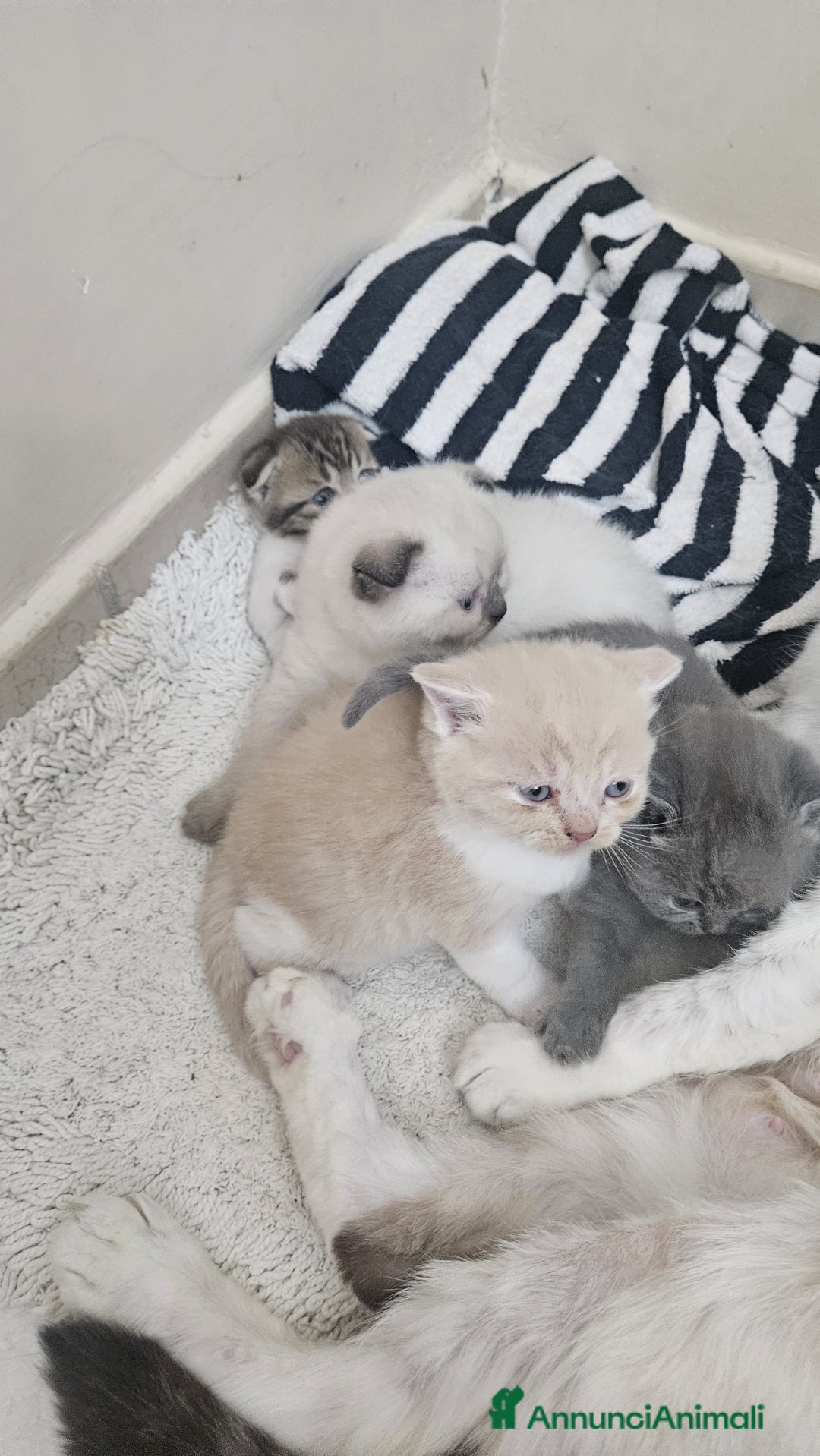 Scottish gatti in vendita: Schottich Fold e Scottich Straight  - Annuncio 2