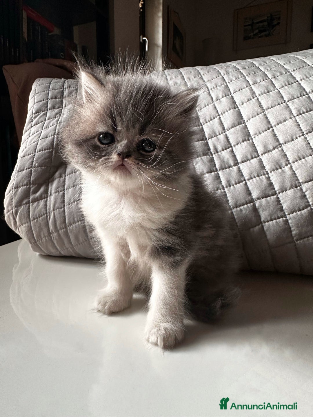 Persiano gatti in vendita: CUCCIOLI GATTINI PERSIANI tremestieri etneo CT - Immagine 7