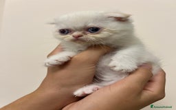 Scottish gatti in vendita: Affettuosi cuccioli Scottish foldex shorthair a Provincia di Rimini - Immagine 3