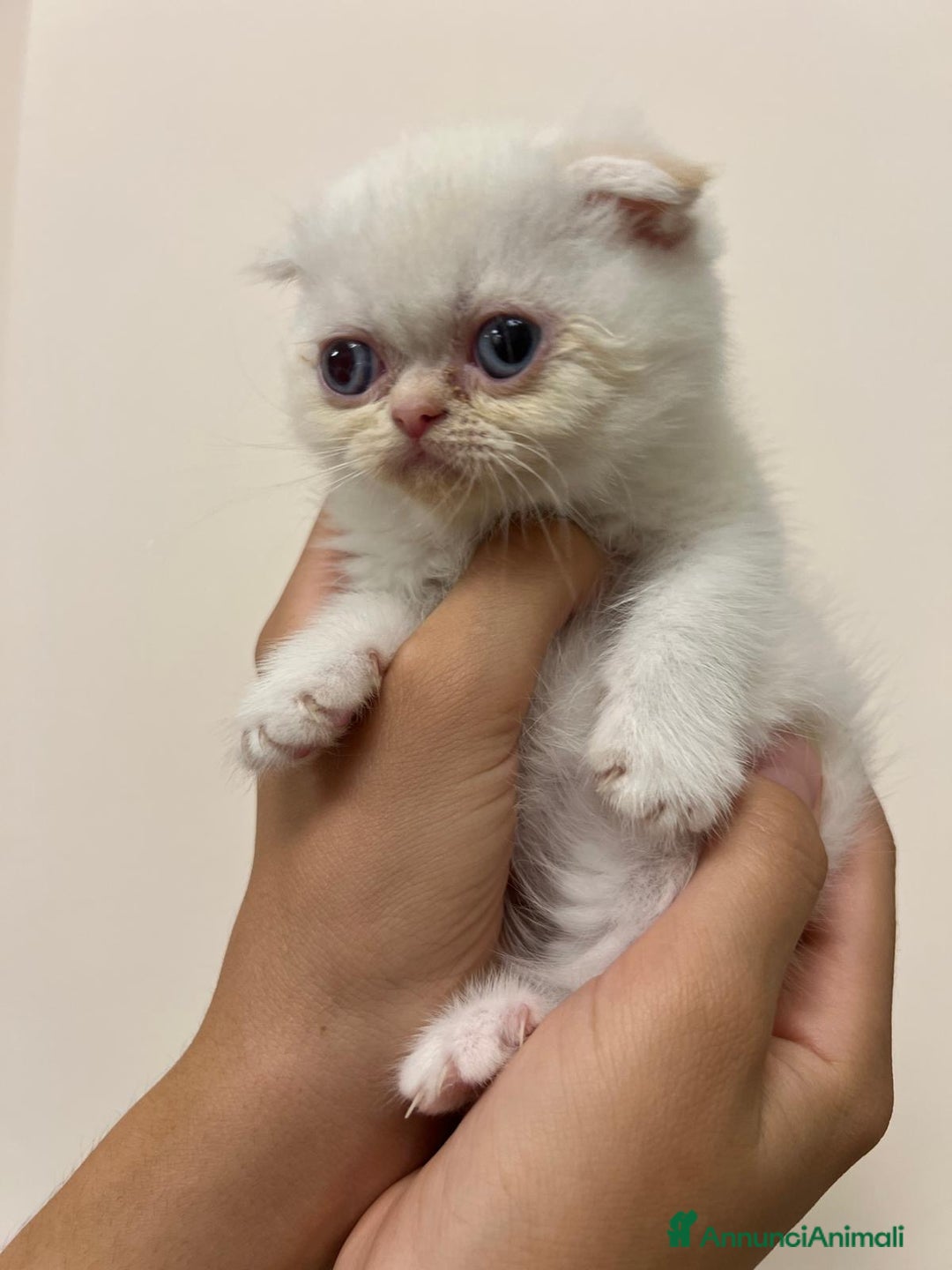 Scottish gatti in vendita: Affettuosi cuccioli Scottish foldex shorthair a Provincia di Rimini - Immagine 3