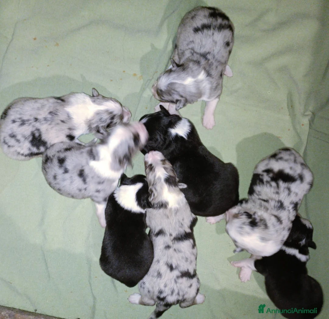 Australian Shepherd cani in vendita: Cuccioli di pastore australiano  - Annuncio 3