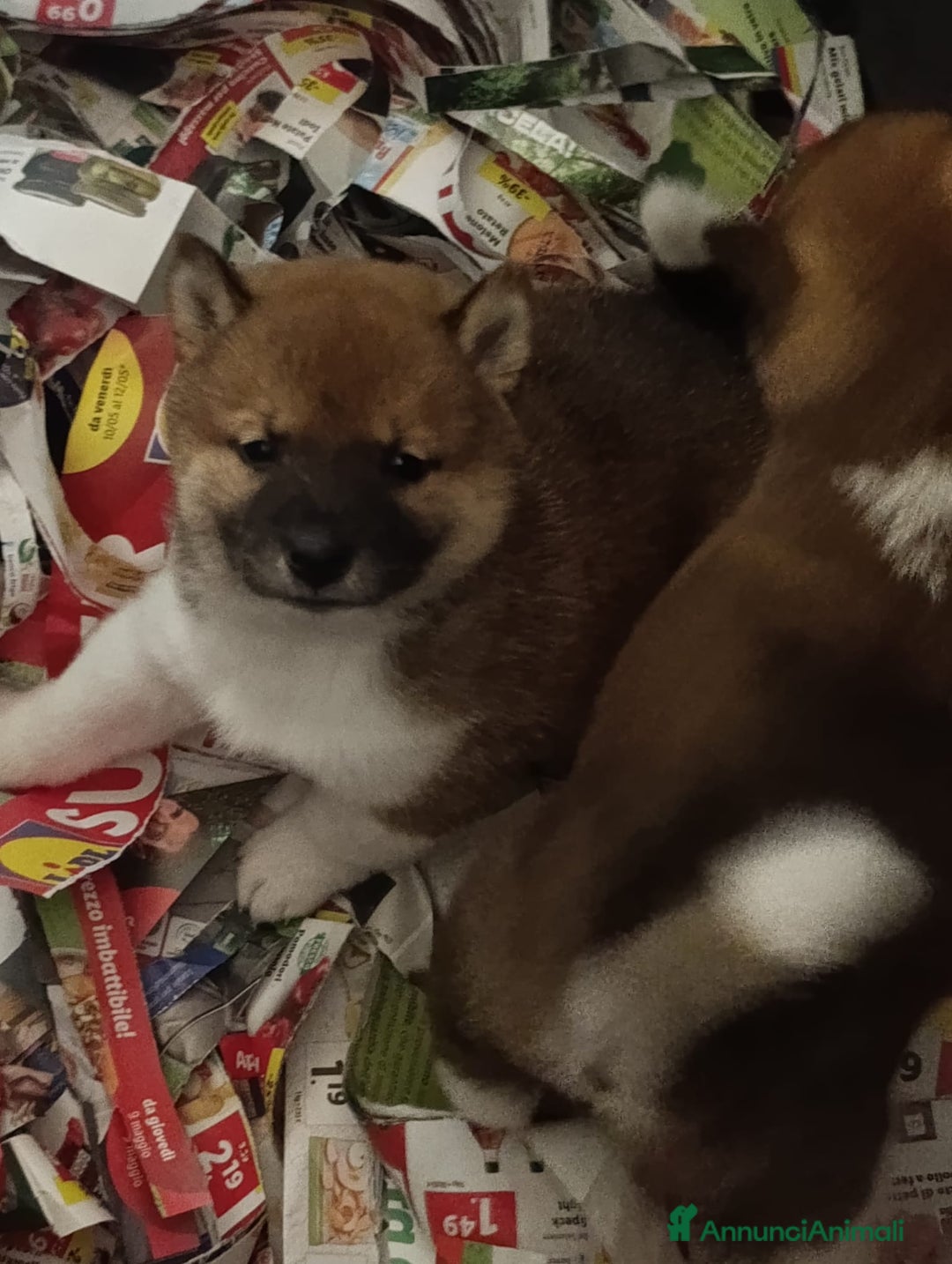 Shiba Inu cani in vendita: Shiba Inu a Province of Pavia - Annuncio 3