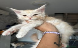 Maine Coon gatti in vendita: Cuccioli di Mainecoon  - Immagine 11