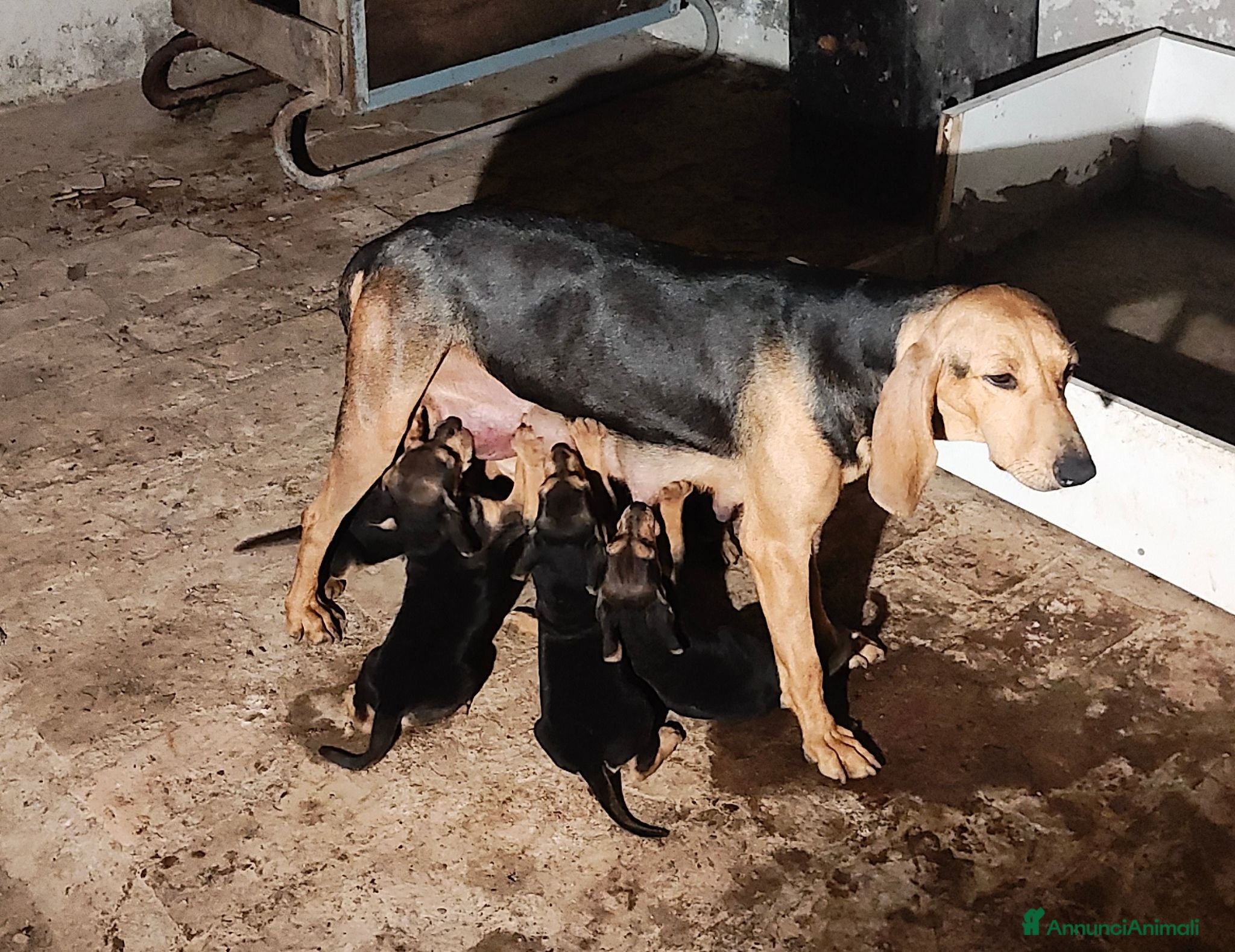 Segugio cani Segugio Italiano - Annuncio 6