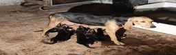 Segugio cani in vendita: Segugio Italiano - Annuncio 1