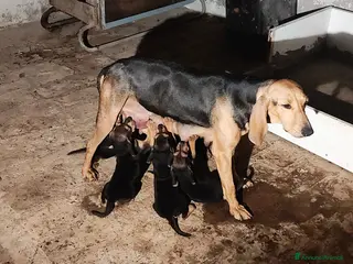 Segugio cani Segugio Italiano - Annuncio 17