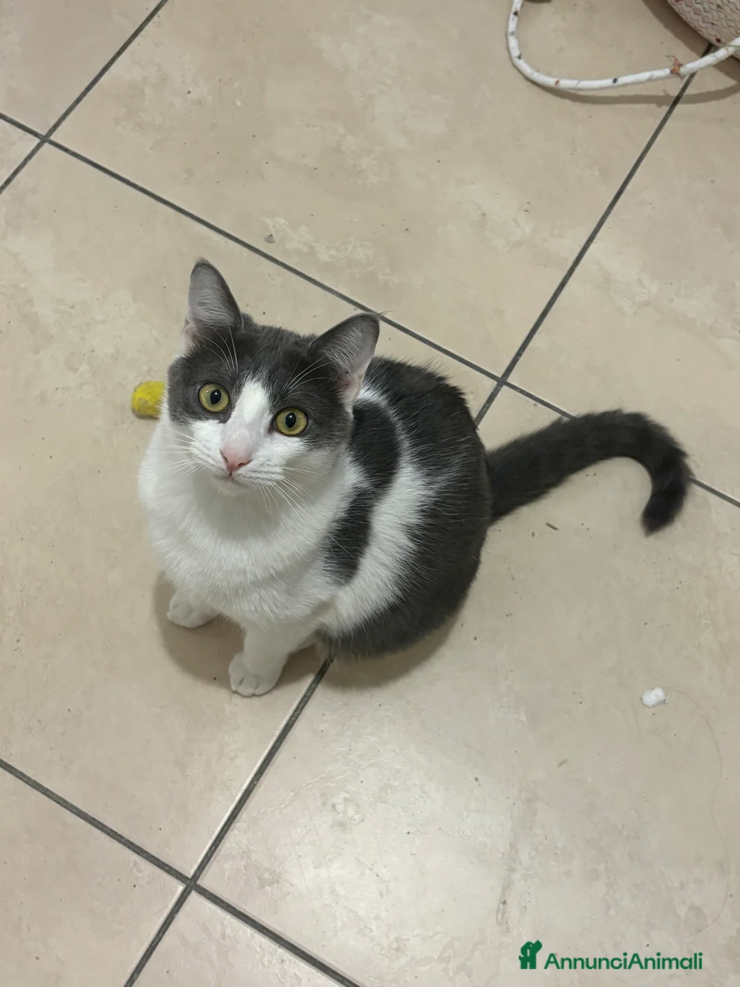 Europeo gatti in regalo: Casa per questa coppia affiatata! Regalo! - Annuncio 7