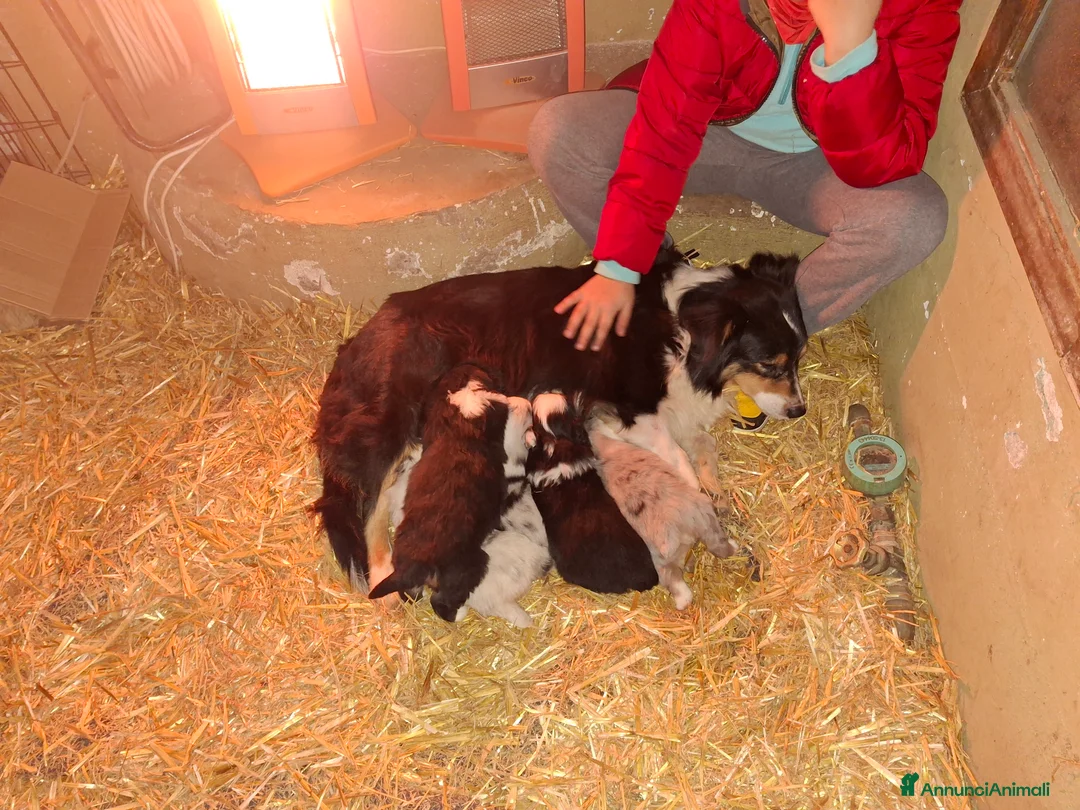 Australian Shepherd cani in vendita: Cedesi cuccioli di australian shepard  - Annuncio 7