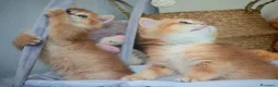 Scottish gatti in vendita: Straordinari Cuccioli Scottish - Annuncio 16