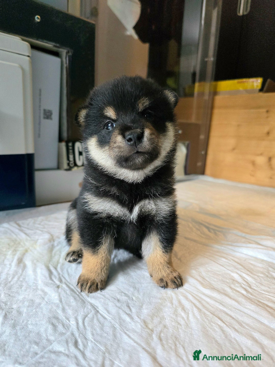 Shiba Inu cani in vendita: Cuccioli Shiba Inu sani ed equilibrati - Immagine 3