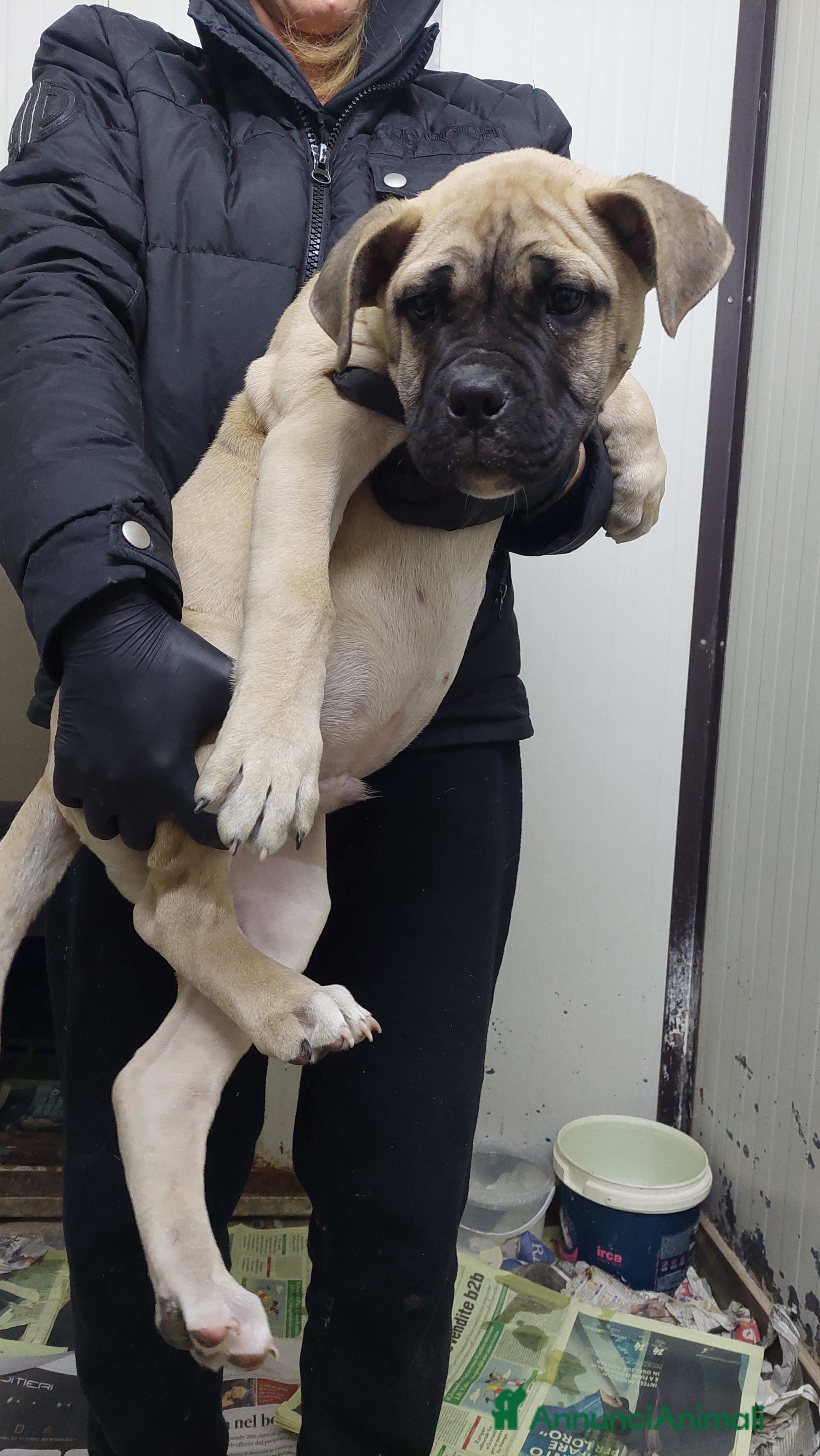 American Bully cani American bully maschio - Annuncio 3