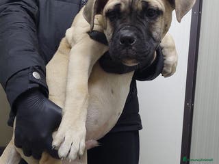 American Bully cani American bully maschio - Annuncio 3