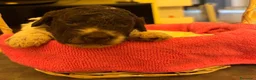 Lagotto cani in vendita: Cuccioli Lagotto Romagnolo  a Provincia di Perugia - Annuncio 5