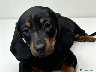 Bassotto cani Bassotto maschio - Annuncio 5