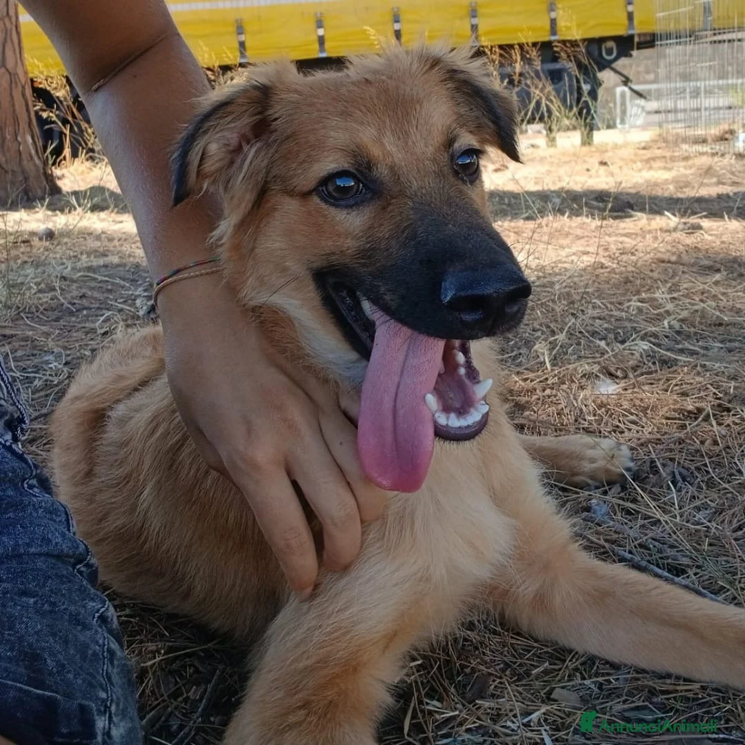 Meticcio cani in regalo: BERGAMOTTO 💙 È TORNATO A CORRERE! 🥰. a Provincia di Pavia - Annuncio 4