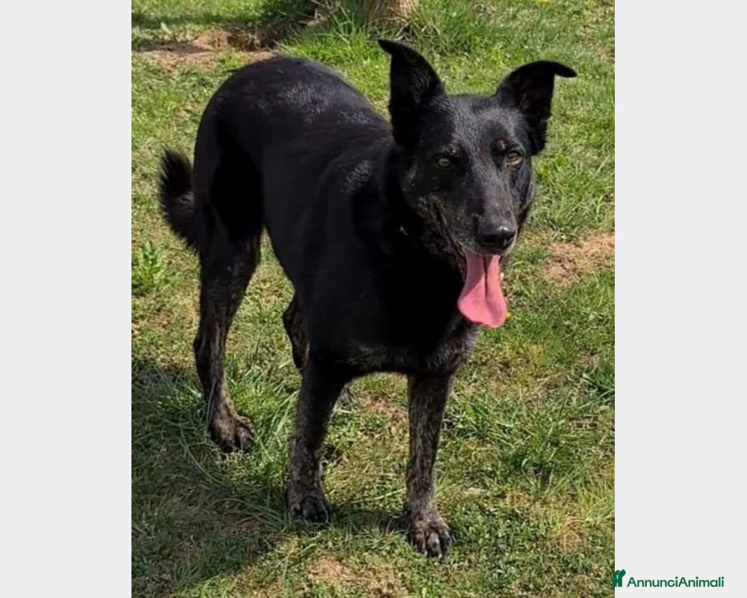 Meticcio cani in regalo: Beth, lupa in adozione Cane lupoide Femmina a Latina - Annuncio 2