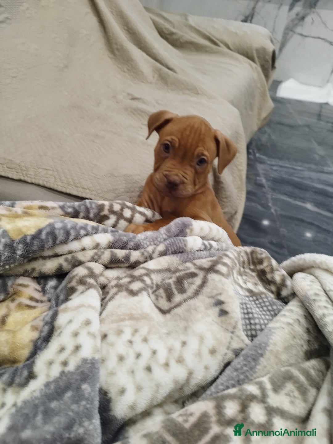 Pitbull cani in vendita: Cuccioli di Pitbull ukc rednose con pedigree  - Annuncio 4