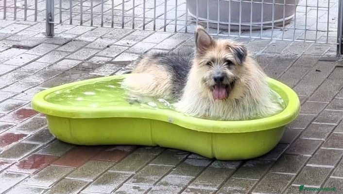 Meticcio cani SPANK CERCA CASA - Annuncio 36