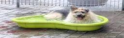 Meticcio cani in regalo: SPANK CERCA CASA - Annuncio 1