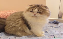 British gatti in vendita: Cuccioli British/Scottish  - Immagine 16