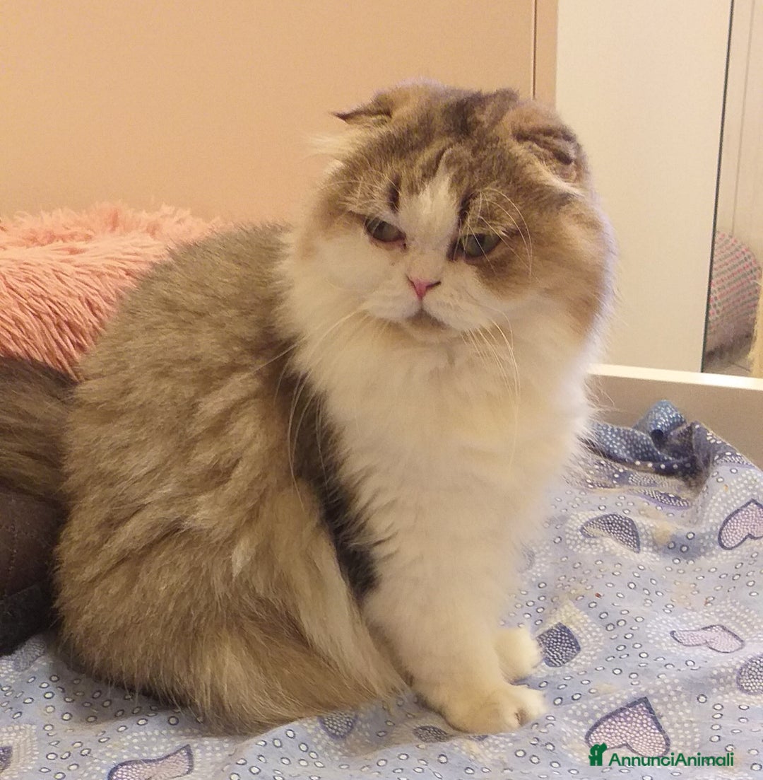 British gatti in vendita: Cuccioli British/Scottish  - Annuncio 16