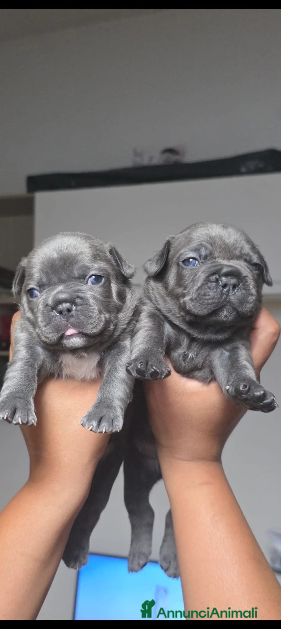 Bulldog Francese cani in vendita: Bulldog francesi esotici a Città Metropolitana di Torino - Annuncio 2