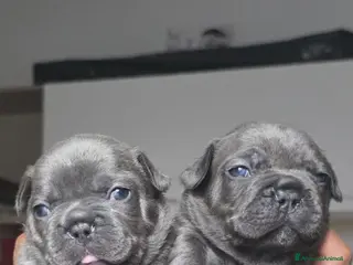 Bulldog Francese cani Bulldog francesi esotici - Annuncio 33