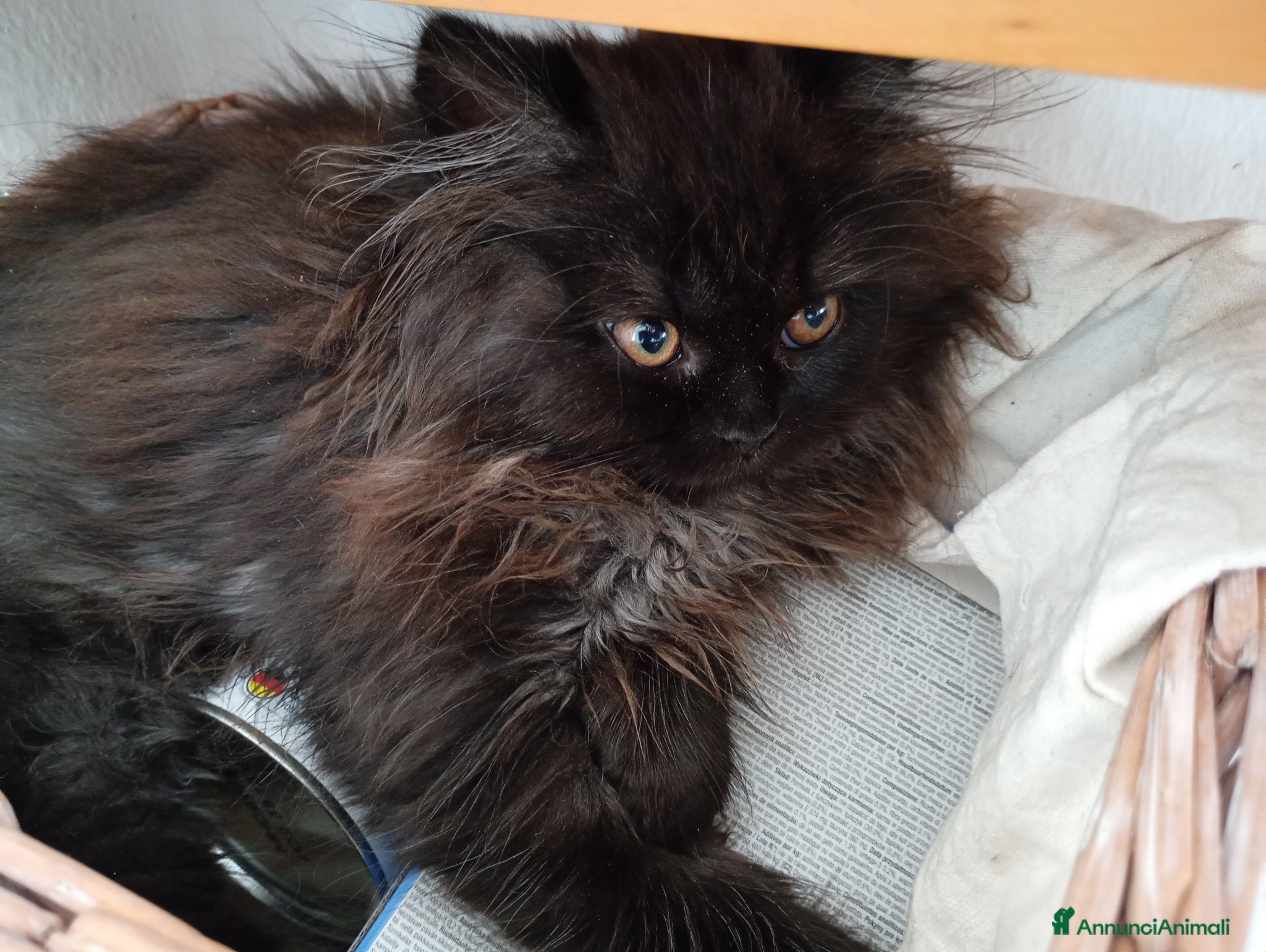 Scottish gatti in vendita: Gattine Scottish longhair  - Annuncio 3