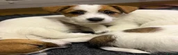 Jack Russell cani in vendita: Cuccioli Jack Russell pelo ruvido - Annuncio 4