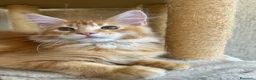Maine Coon gatti in vendita: Maine Coon  - Annuncio 2