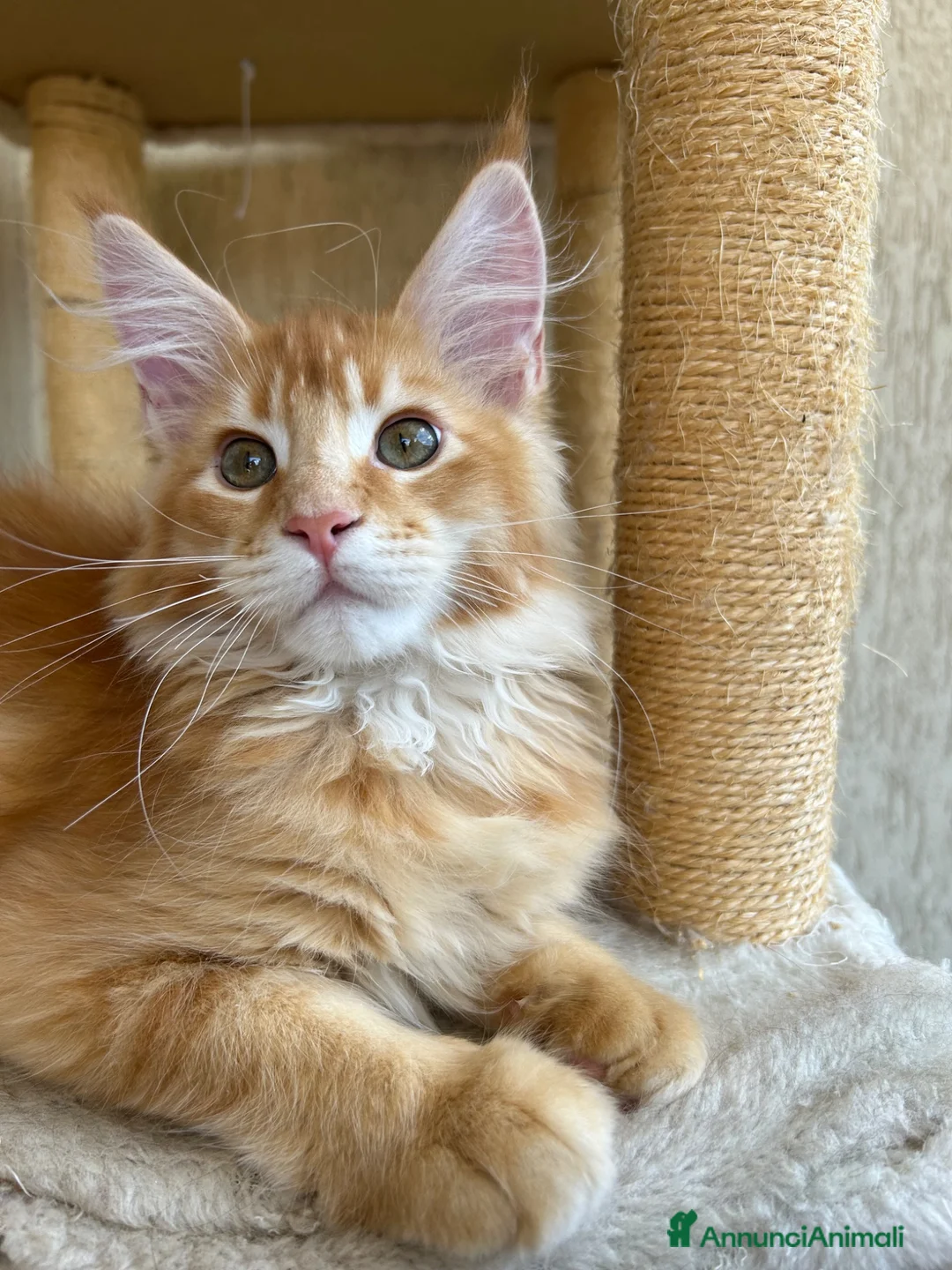 Maine Coon gatti in vendita: Maine Coon  - Annuncio 2