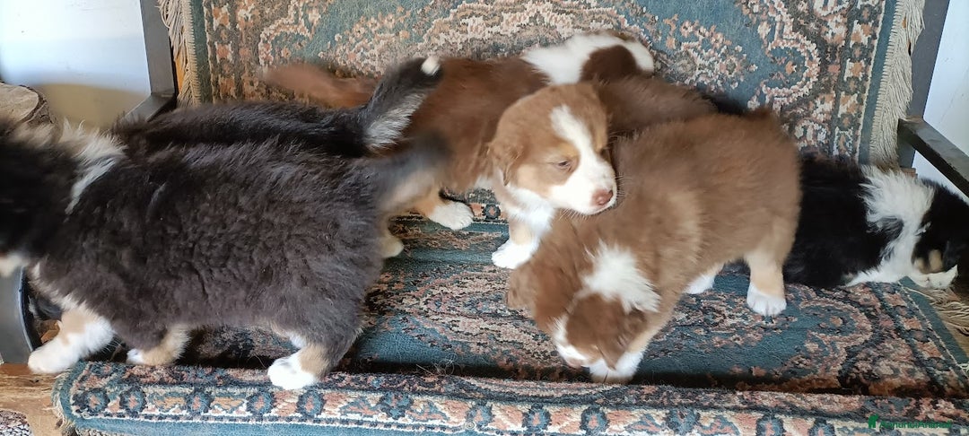 Australian Shepherd cani in vendita: cucciolata di sette fratelli con pedigree a Provincia autonoma di Trento - Immagine 4